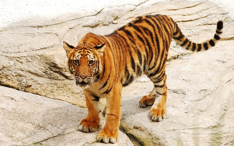 Phân tích nhân vật con hổ trong văn bản Người học trò và con hổ