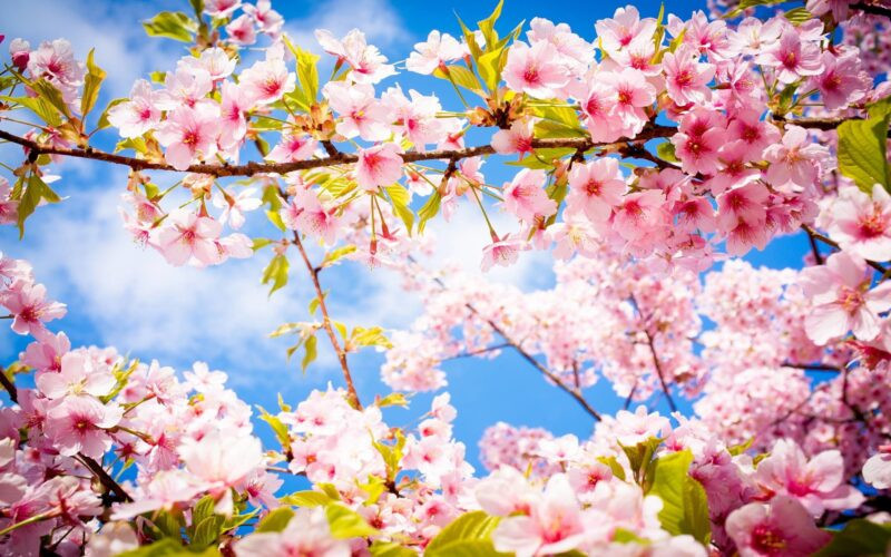 Soạn văn 11 bài Thương nhớ mùa xuân ngắn nhất