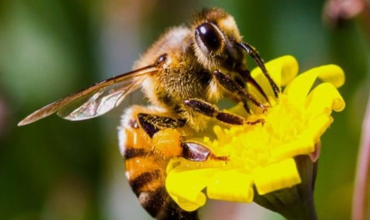 Soạn văn 6 bài Thương nhớ bầy ong ngắn nhất