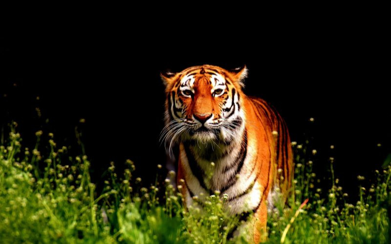 Soạn văn 7 bài Con hổ có nghĩa ngắn nhất